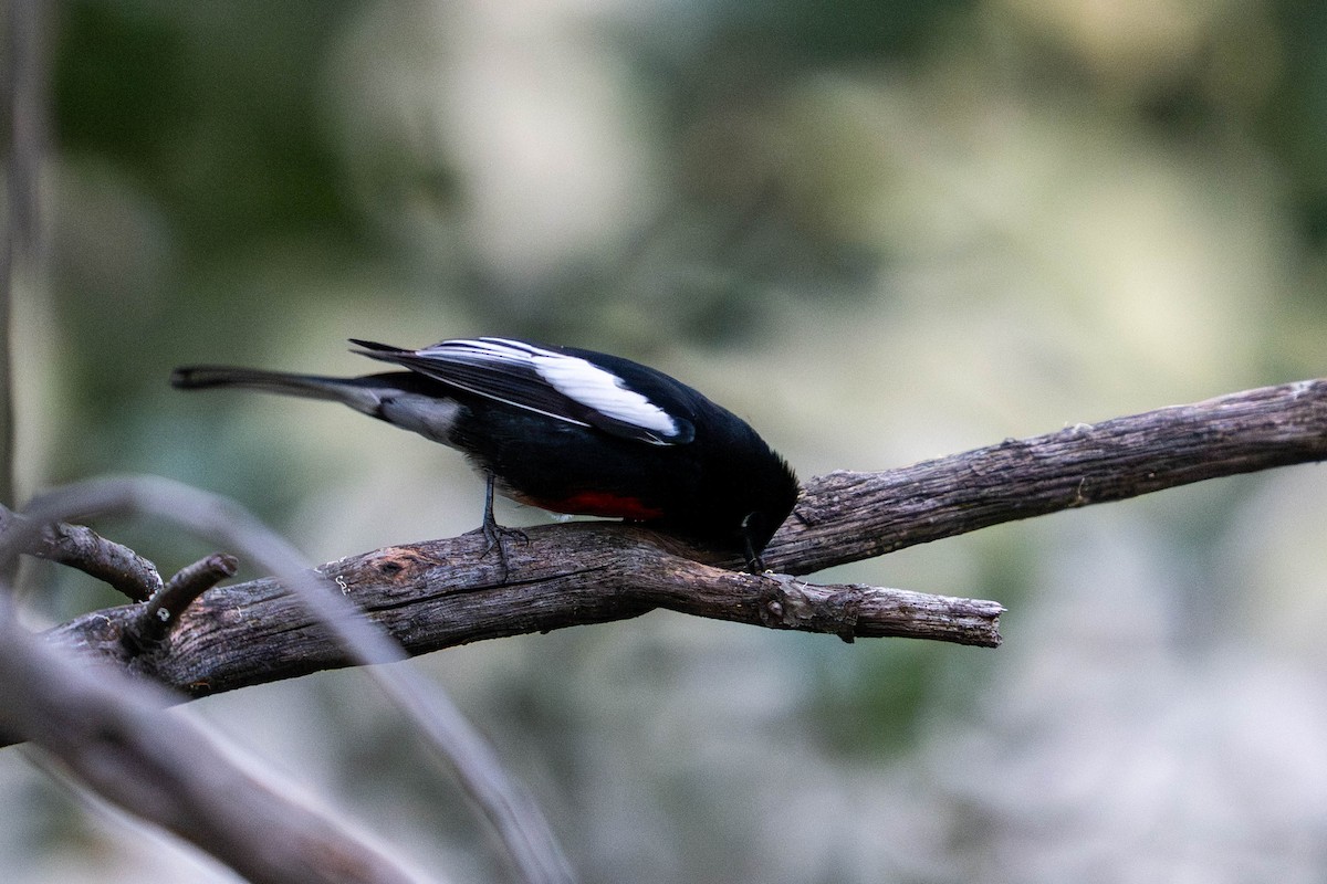 Painted Redstart - ML646098118
