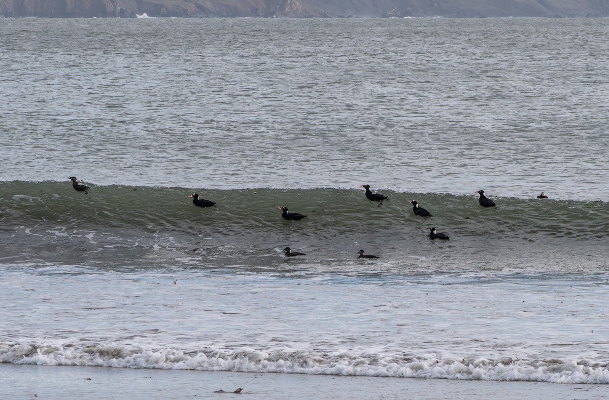 アラナミキンクロ - ML646098125