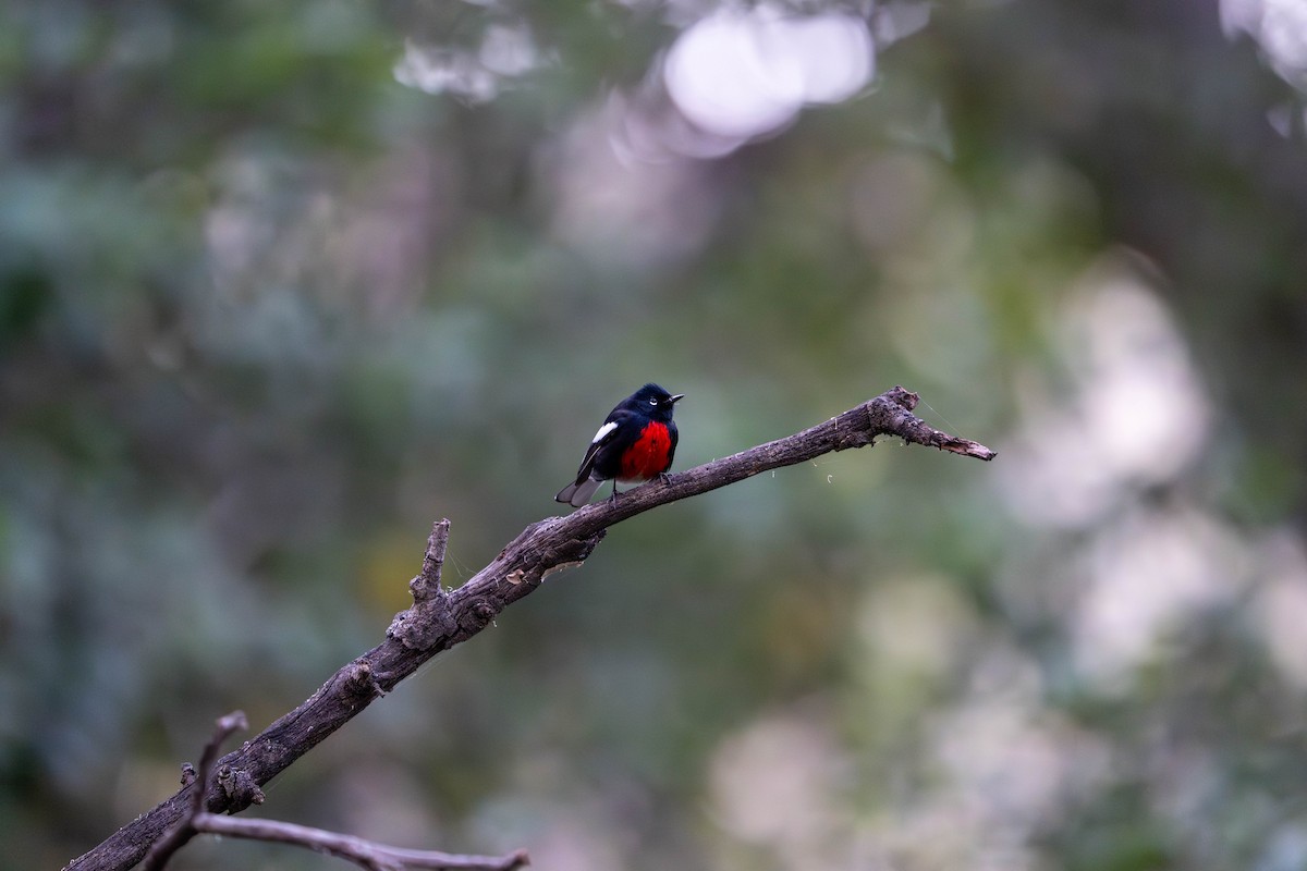 Painted Redstart - ML646098126