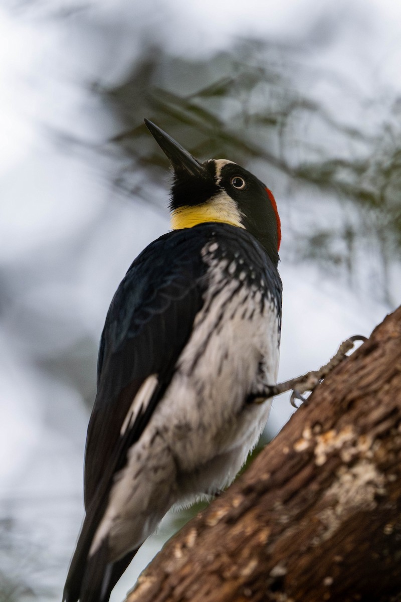 ドングリキツツキ - ML646098127