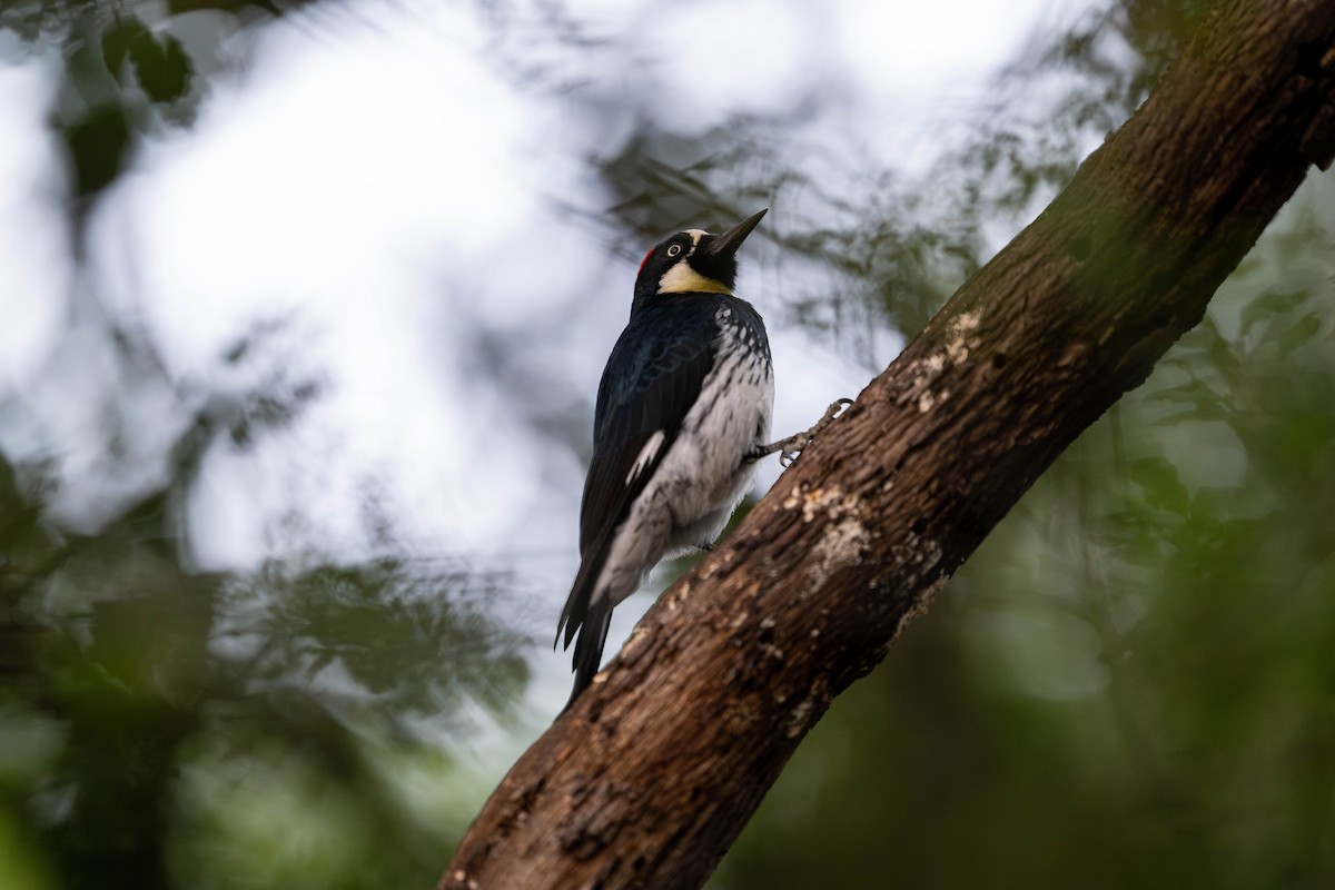 ドングリキツツキ - ML646098128