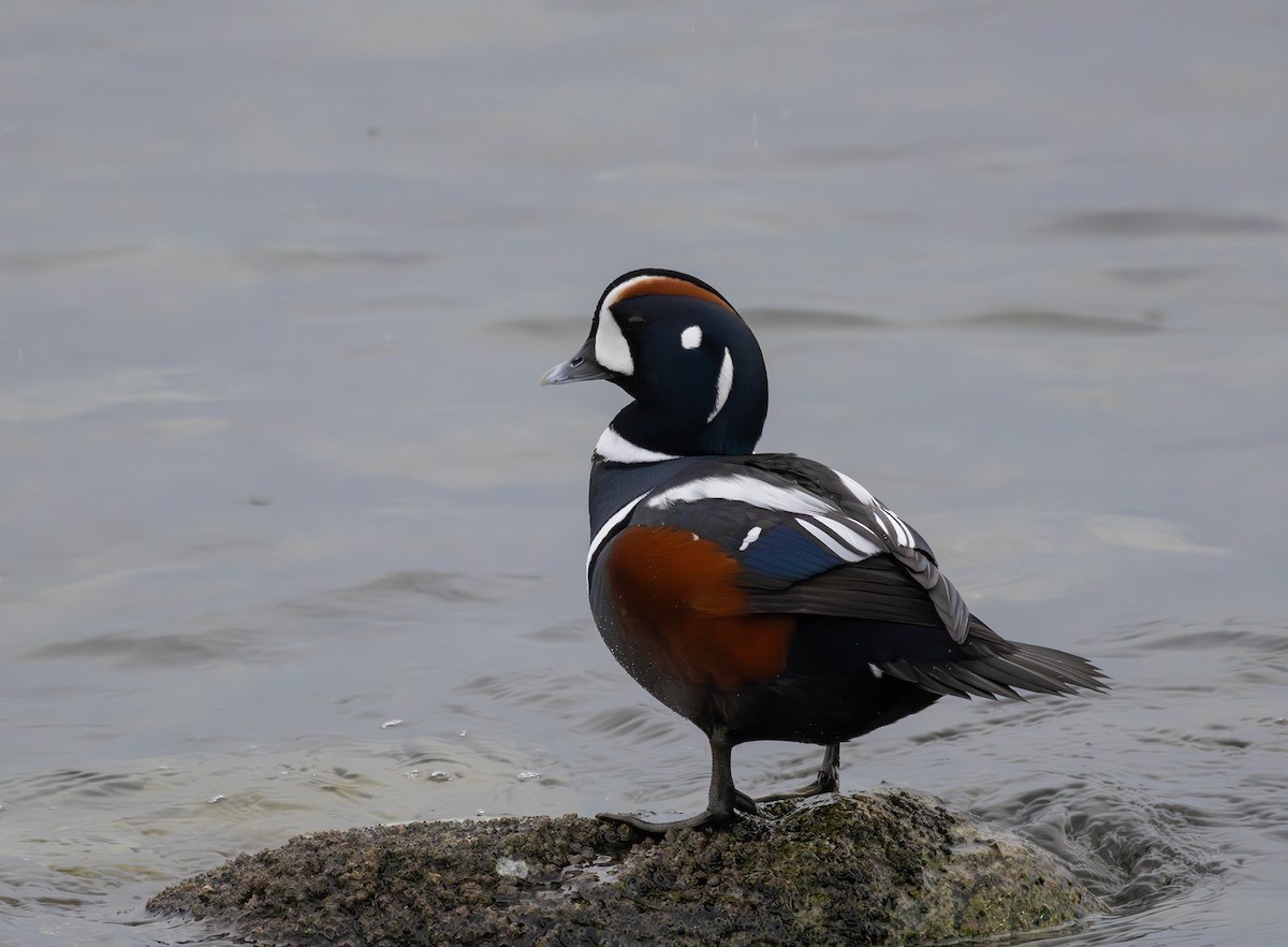 シノリガモ - ML646098129