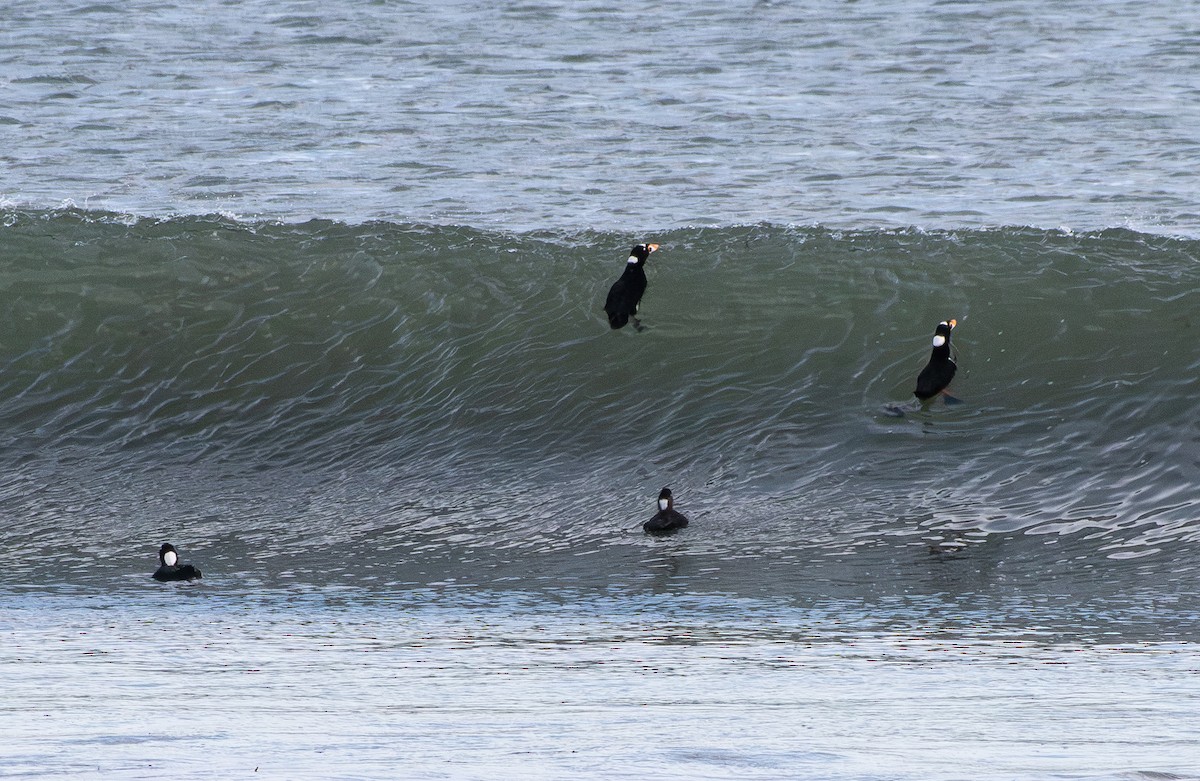 アラナミキンクロ - ML646098130