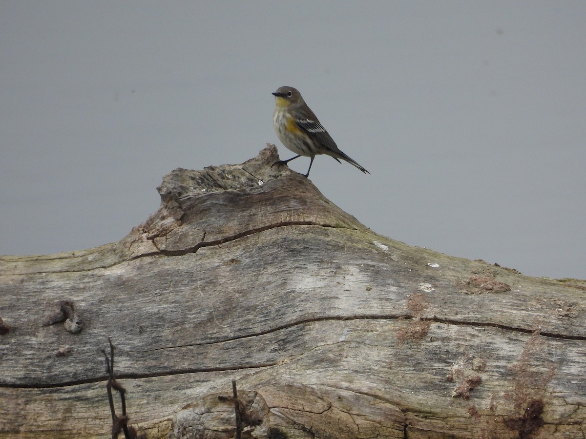 キヅタアメリカムシクイ - ML646098133