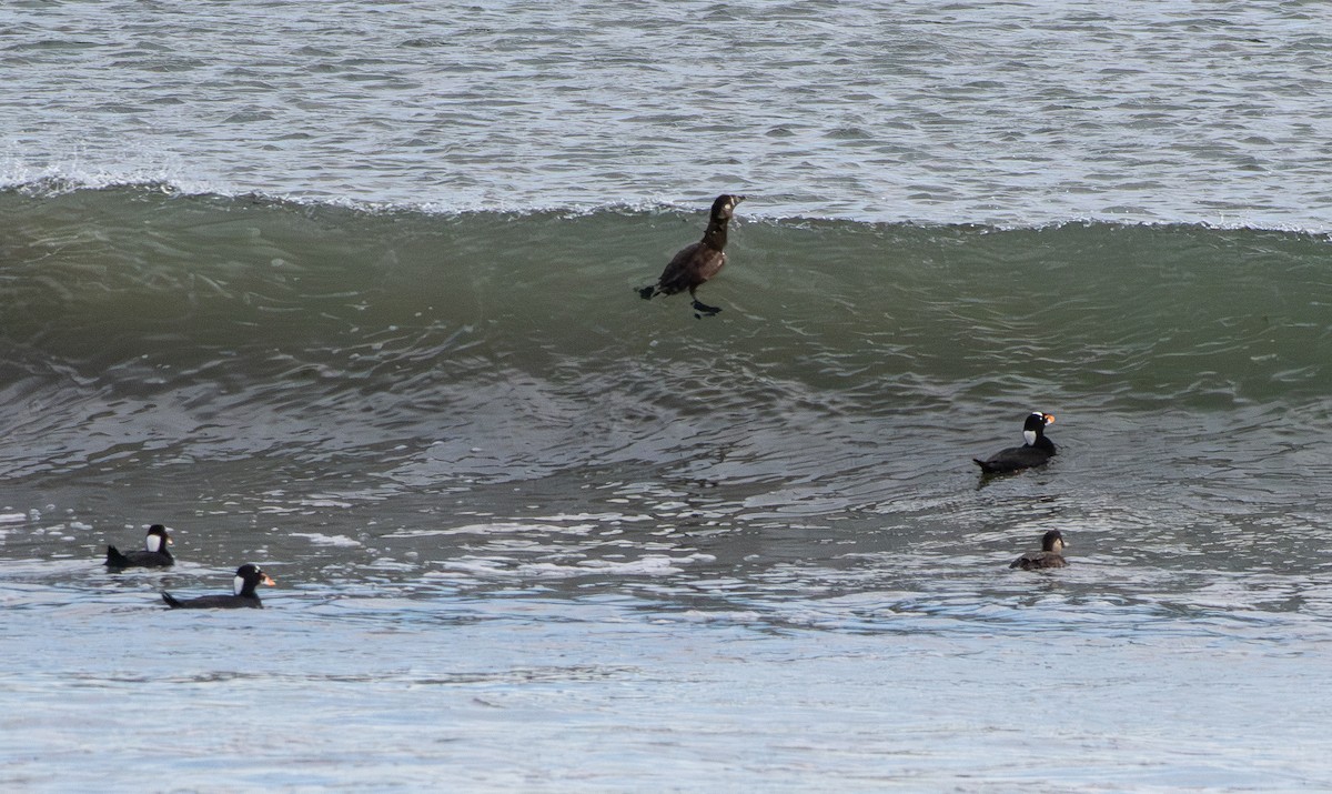 アラナミキンクロ - ML646098134