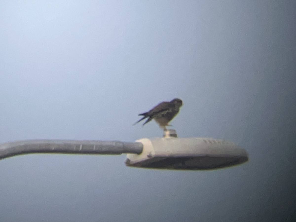 コチョウゲンボウ - ML646098135