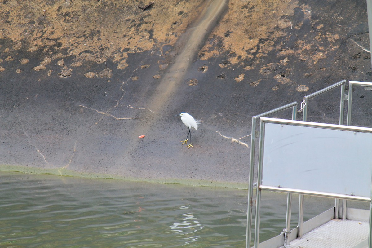 コサギ - ML646098136