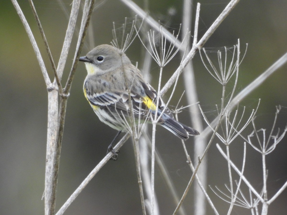 キヅタアメリカムシクイ - ML646098137