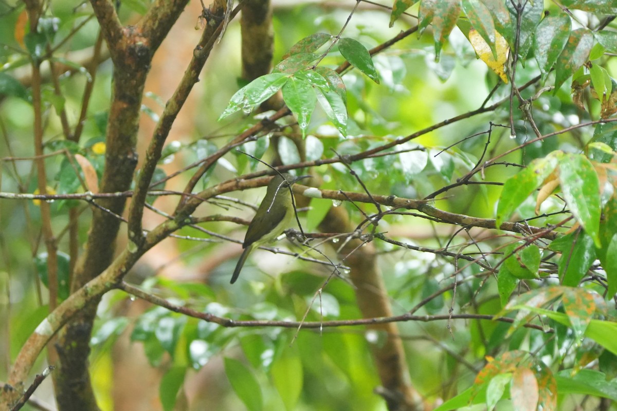 キゴシタイヨウチョウ - ML646098138