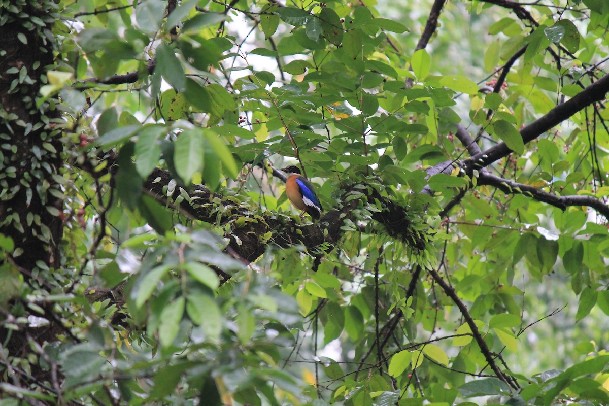 ミナミヤイロチョウ - ML646098139