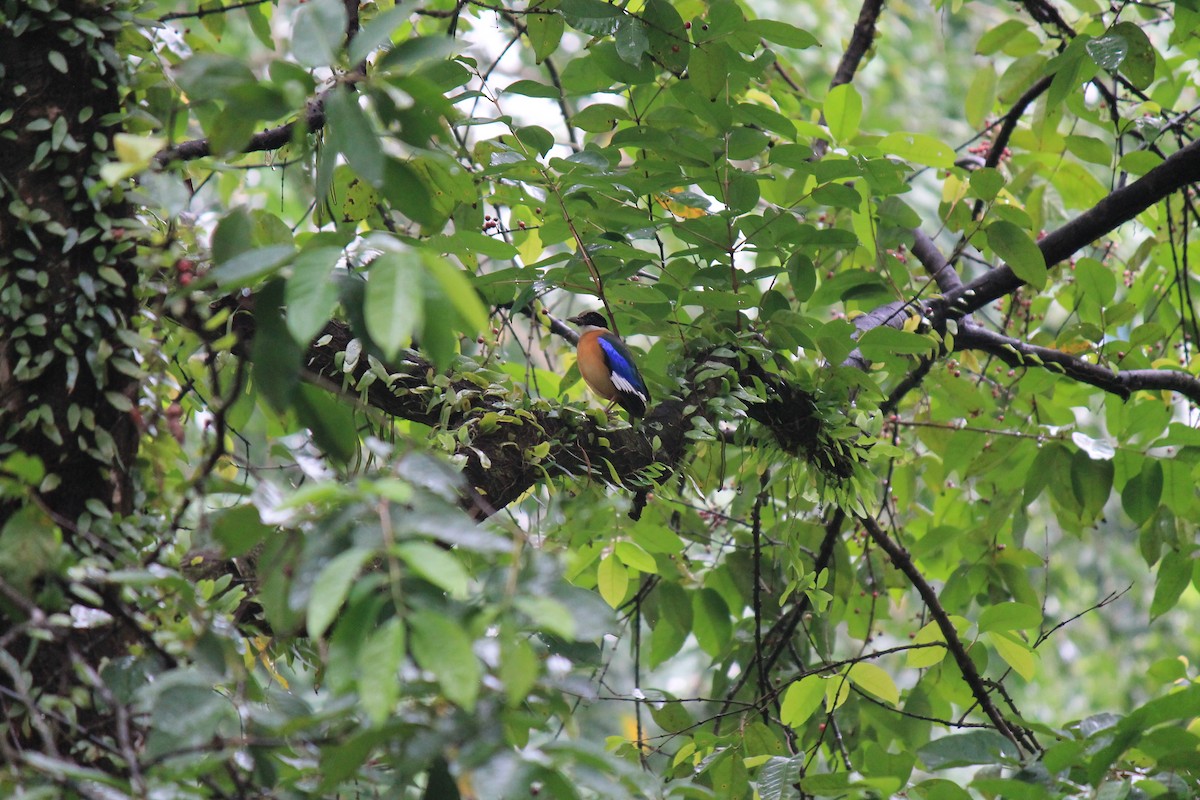 ミナミヤイロチョウ - ML646098140