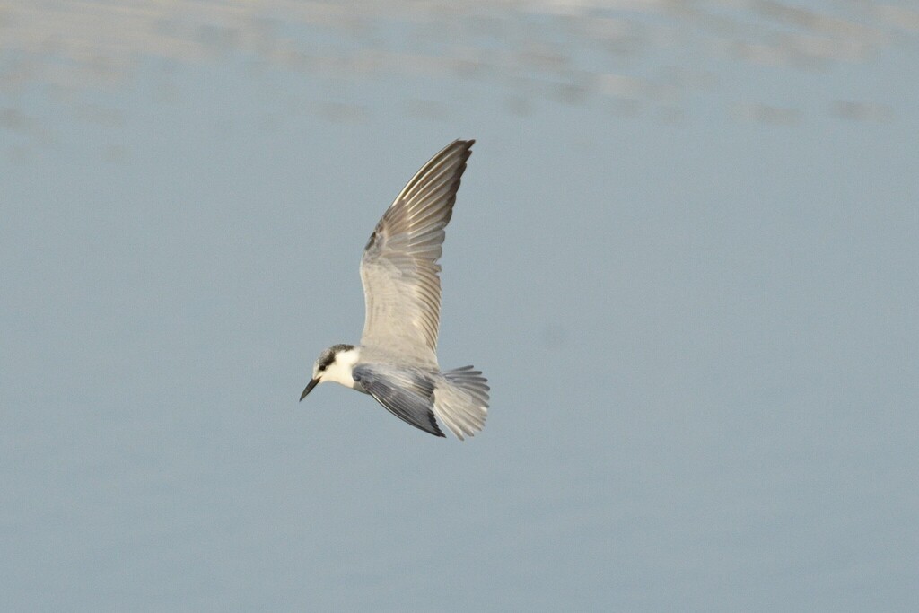 アジサシ亜科 - ML646098141