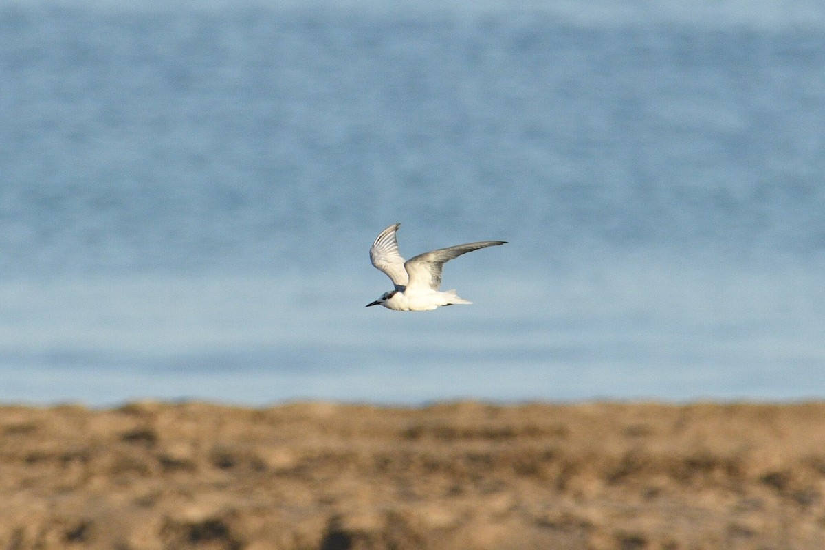 アジサシ亜科 - ML646098142