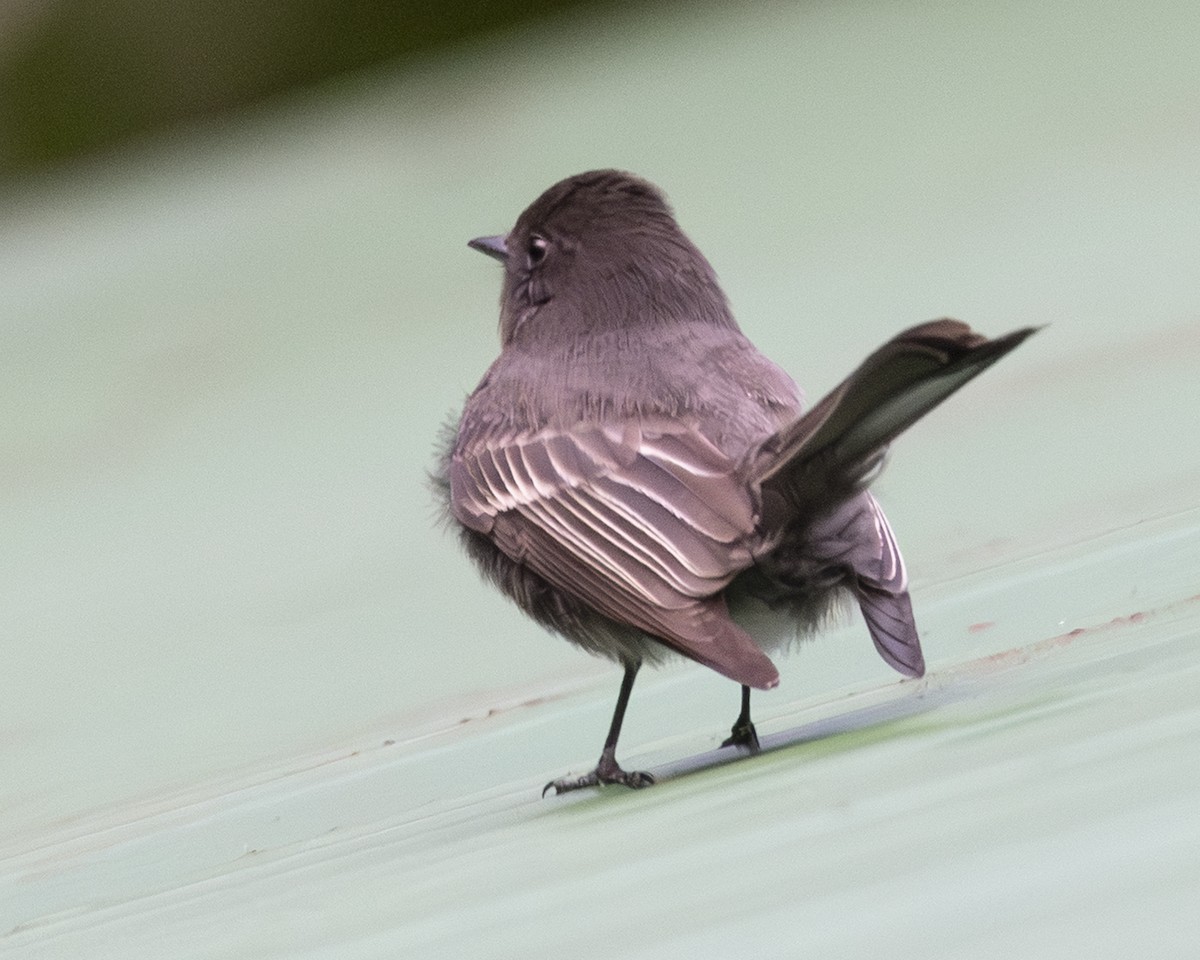 Black Phoebe - ML646098147