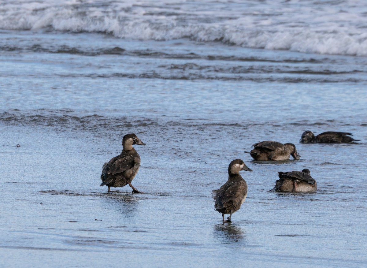 アラナミキンクロ - ML646098148