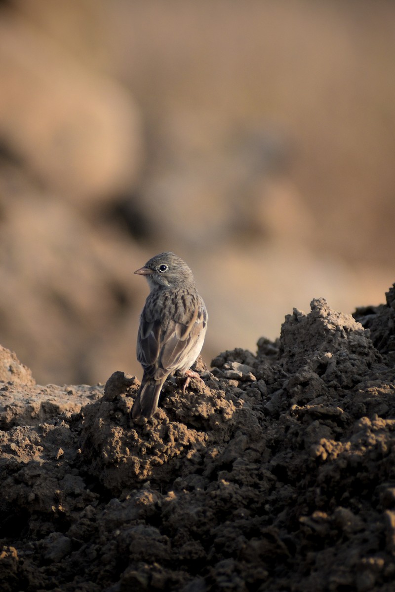 イワバホオジロ - ML646098149