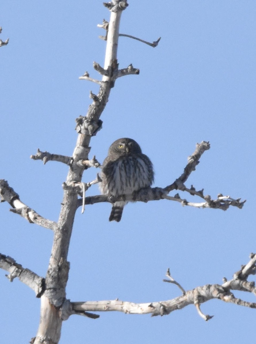 ロッキースズメフクロウ（pinicola） - ML646098150