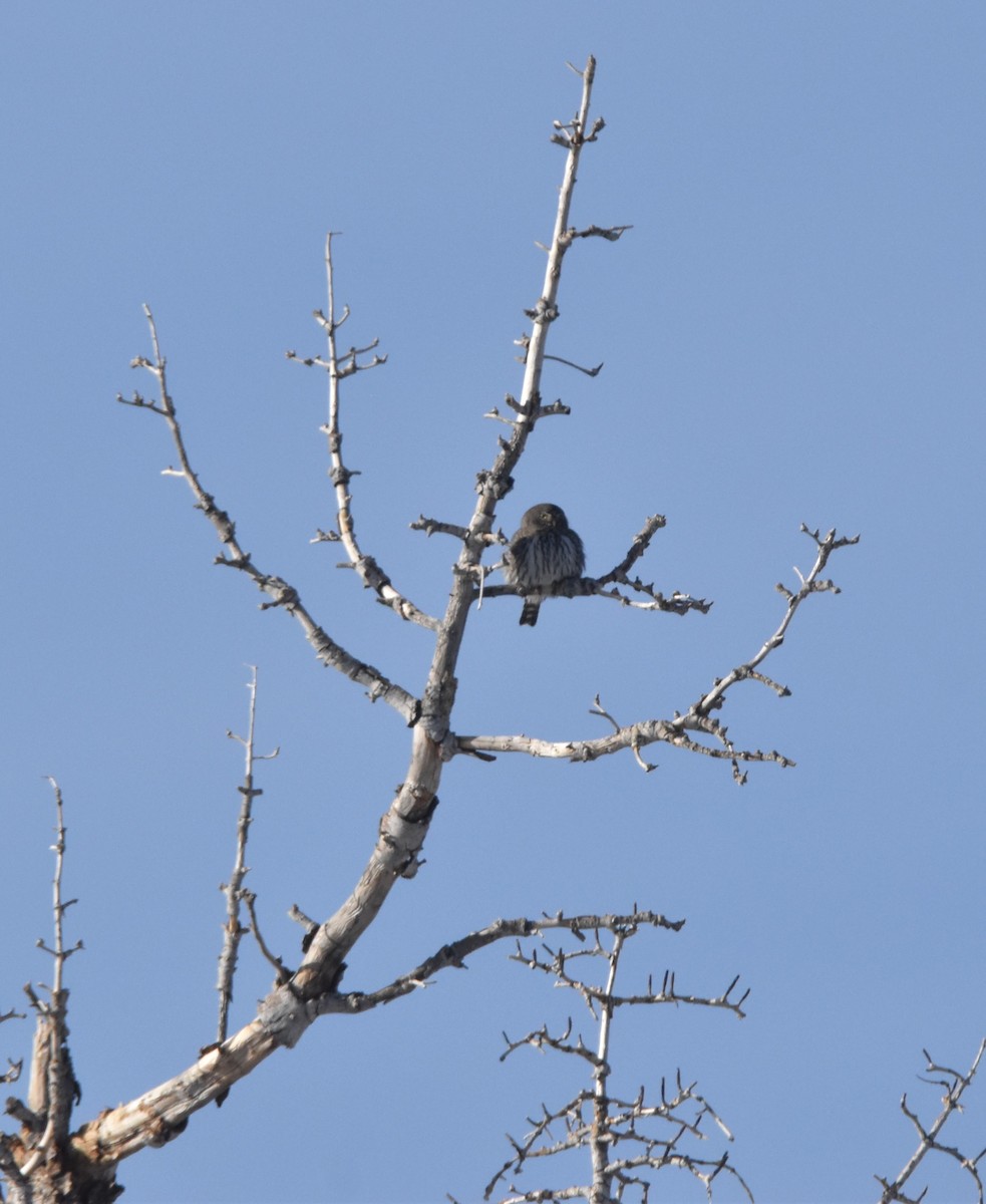 ロッキースズメフクロウ（pinicola） - ML646098151