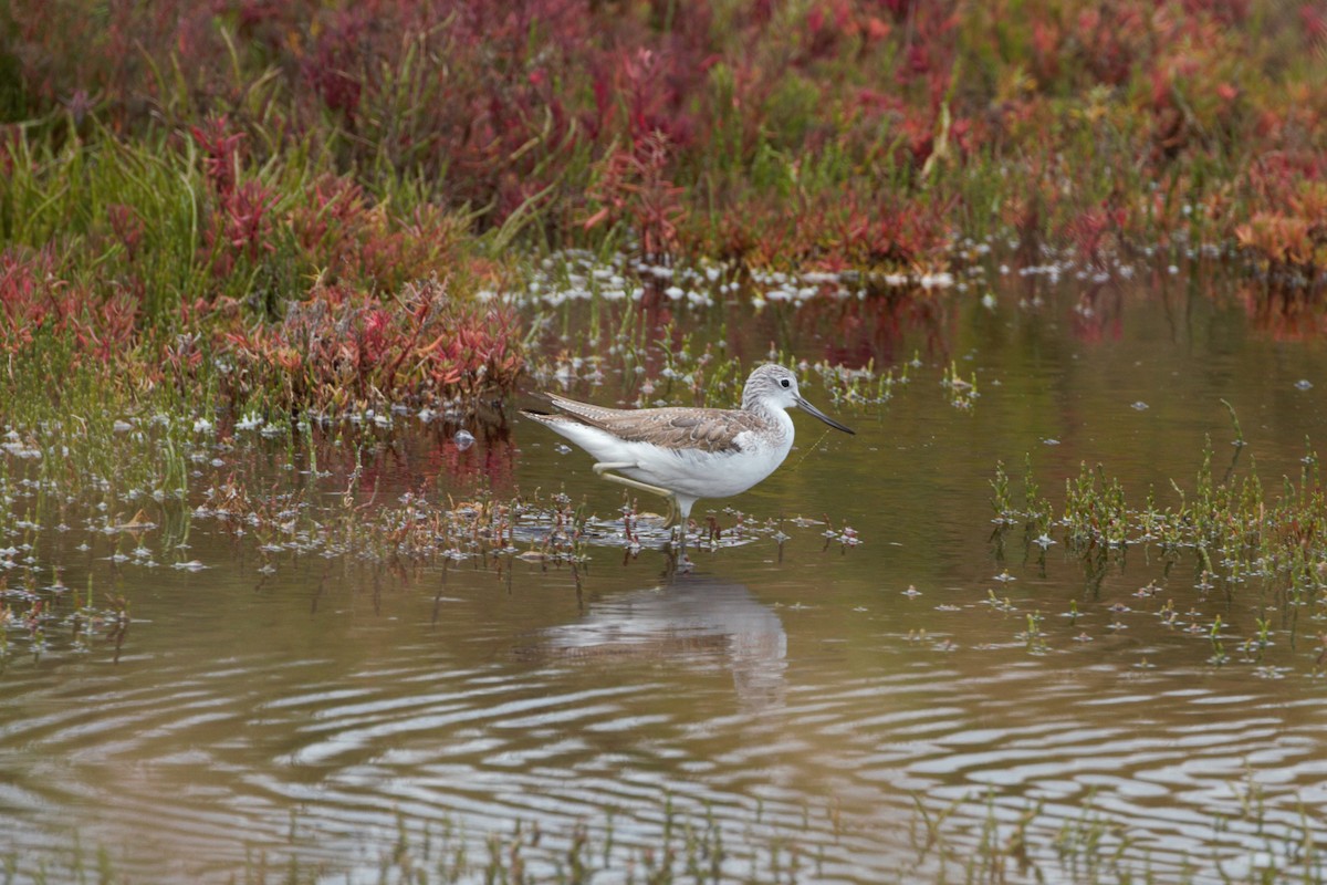 Common Greenshank - ML646098152