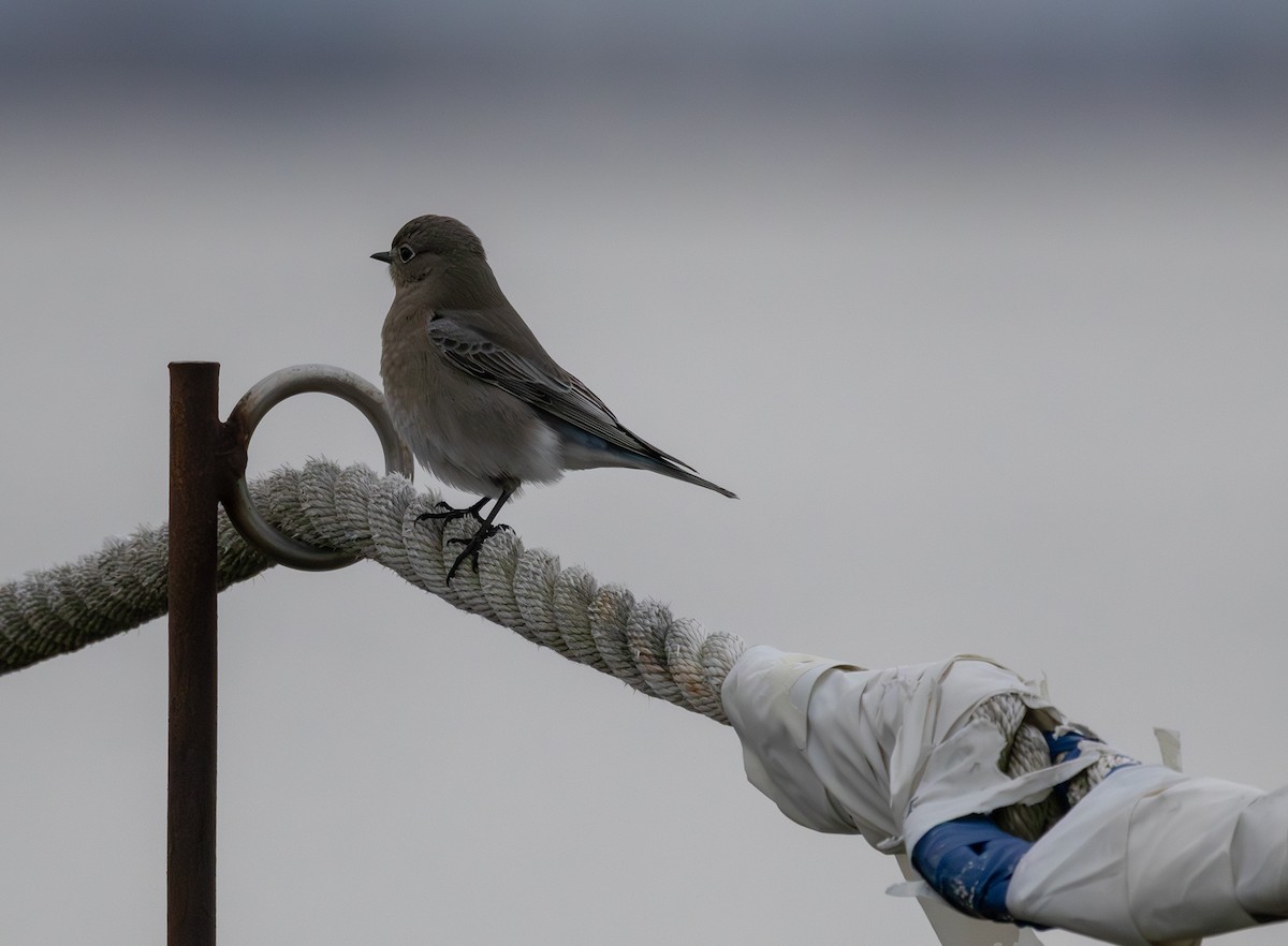 ムジルリツグミ - ML646098156