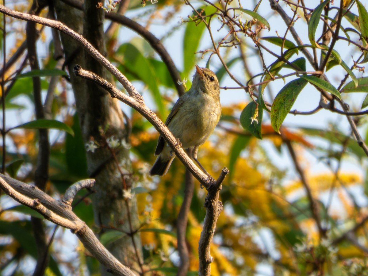 Вівчарик жовточеревий - ML646098158