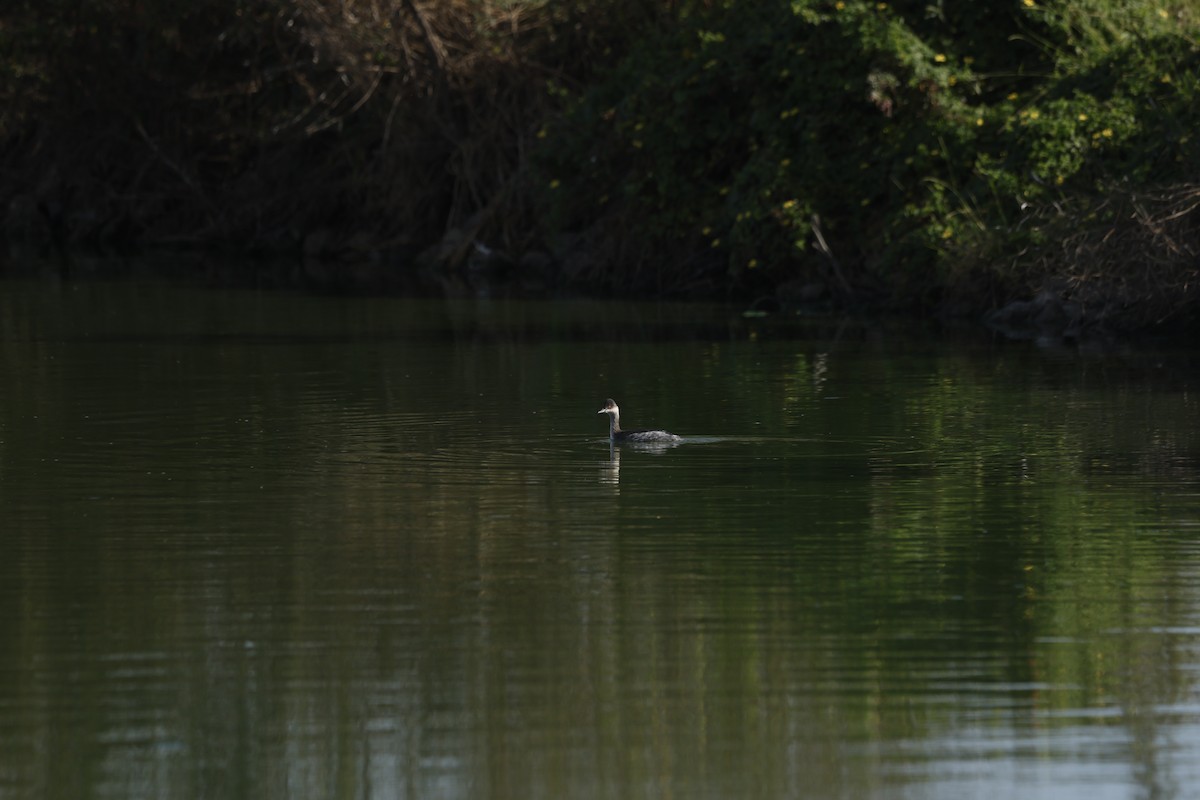 Grèbe à cou noir - ML646098164