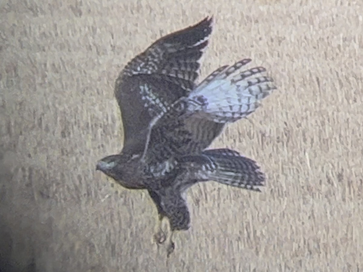 Red-tailed Hawk - ML646098165