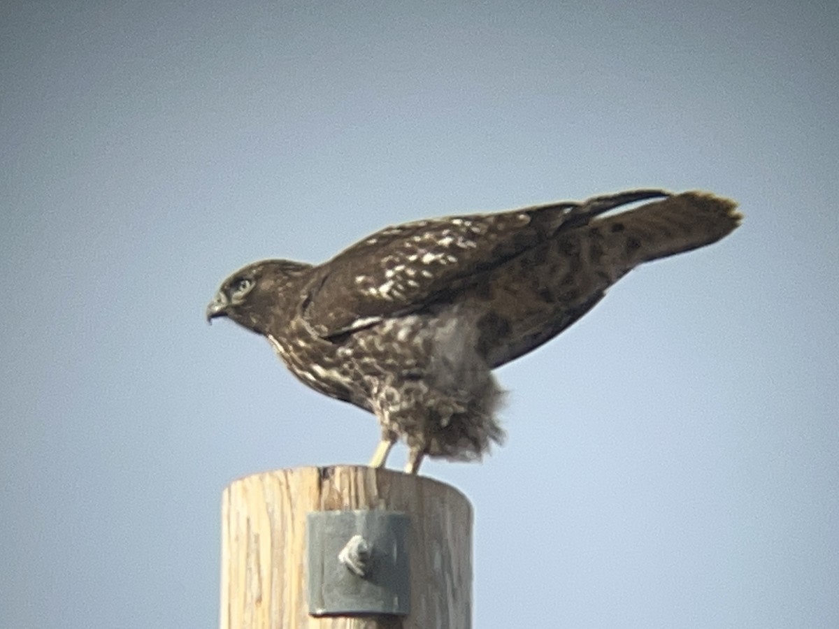 Red-tailed Hawk - ML646098167