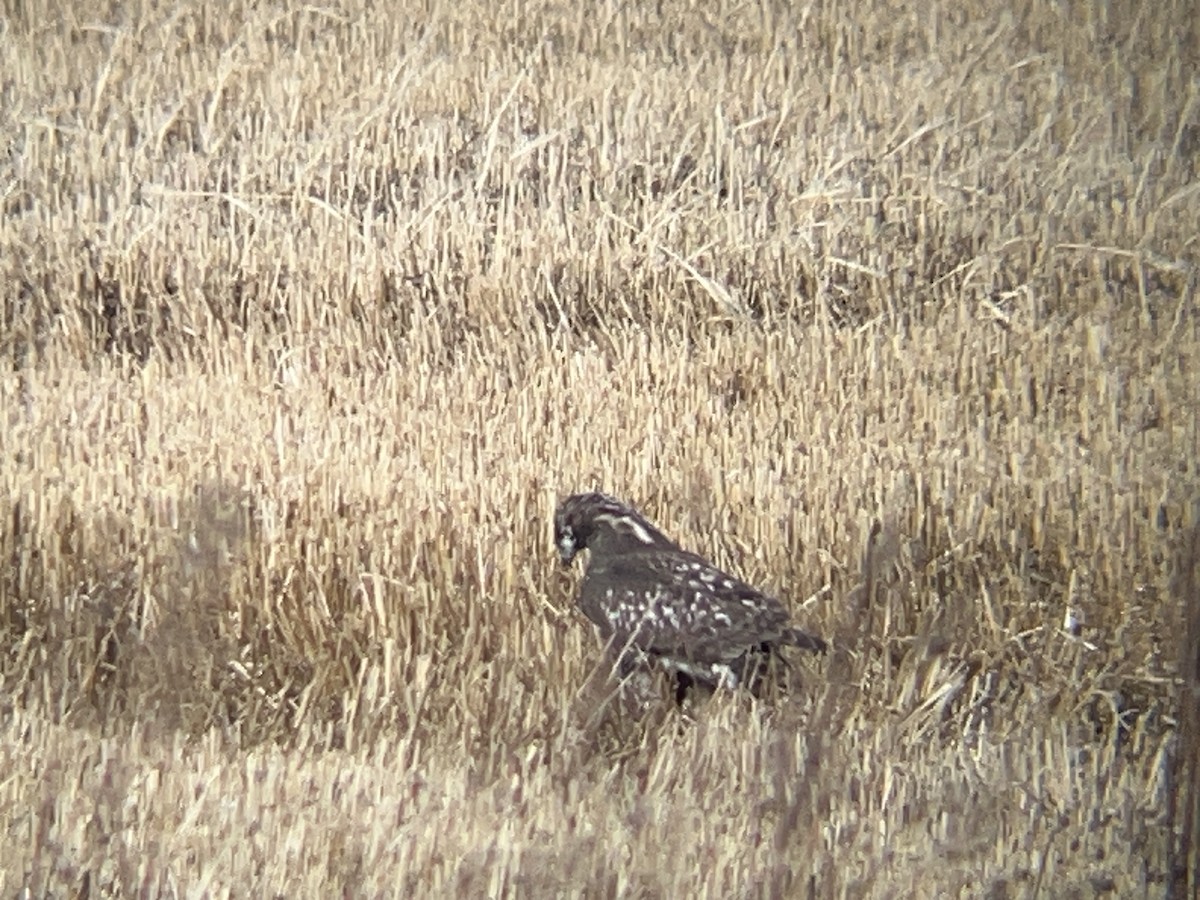 Red-tailed Hawk - ML646098168