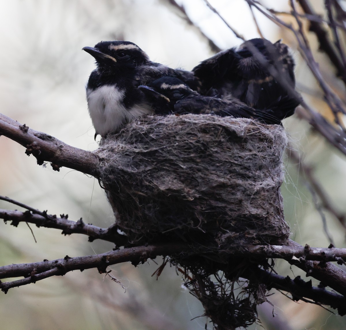 Willie-wagtail - ML646098172