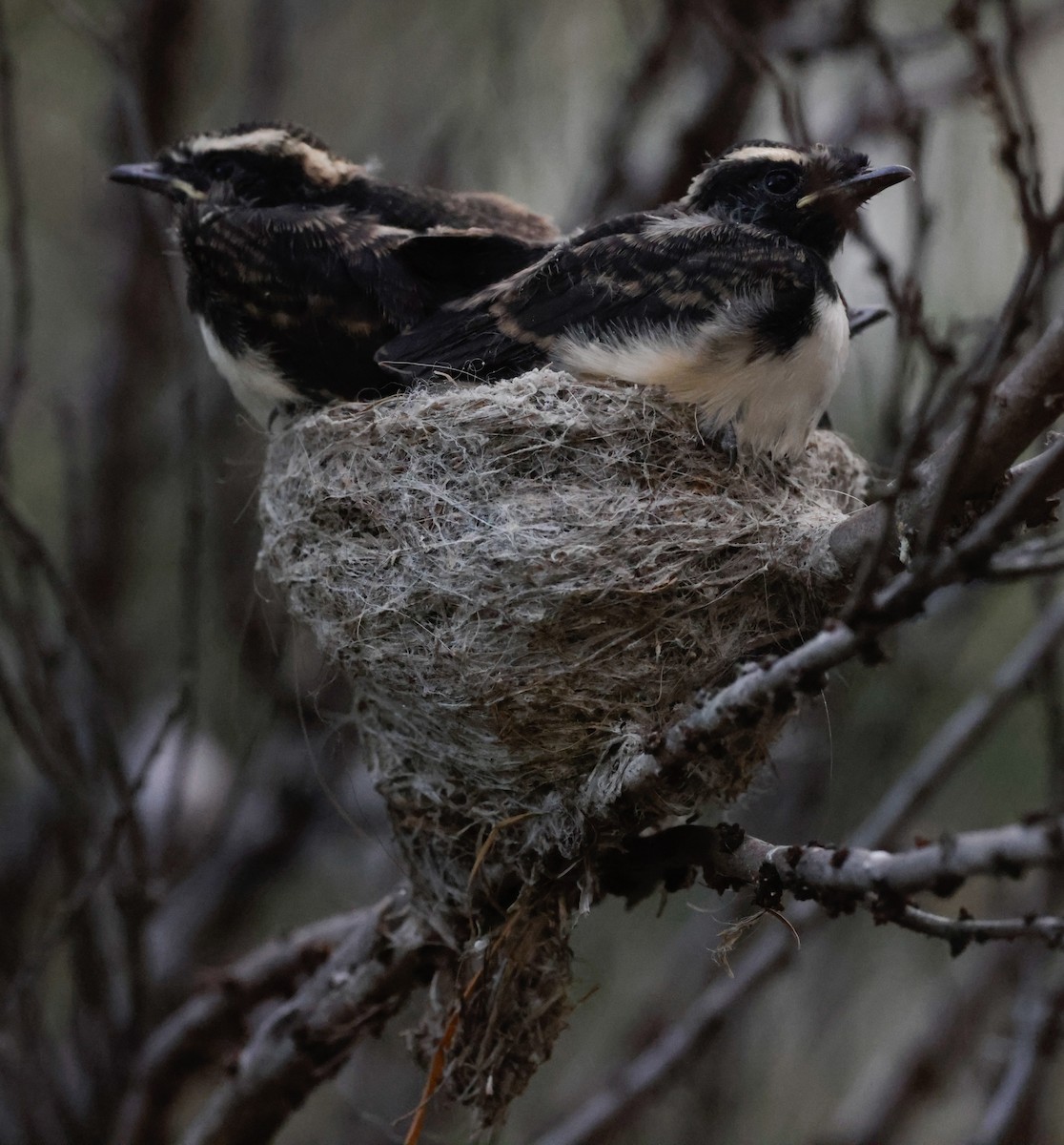 Willie-wagtail - ML646098173