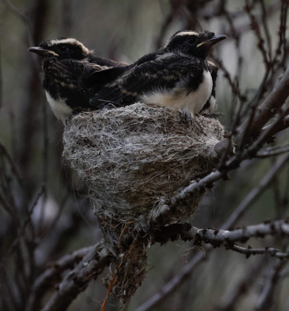 Willie-wagtail - ML646098174