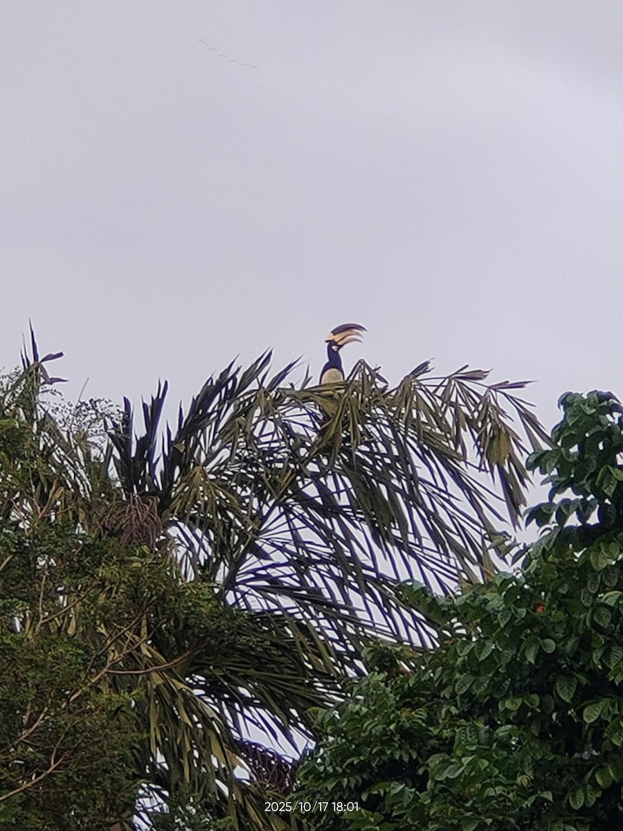 Malabar Pied-Hornbill - ML646098175