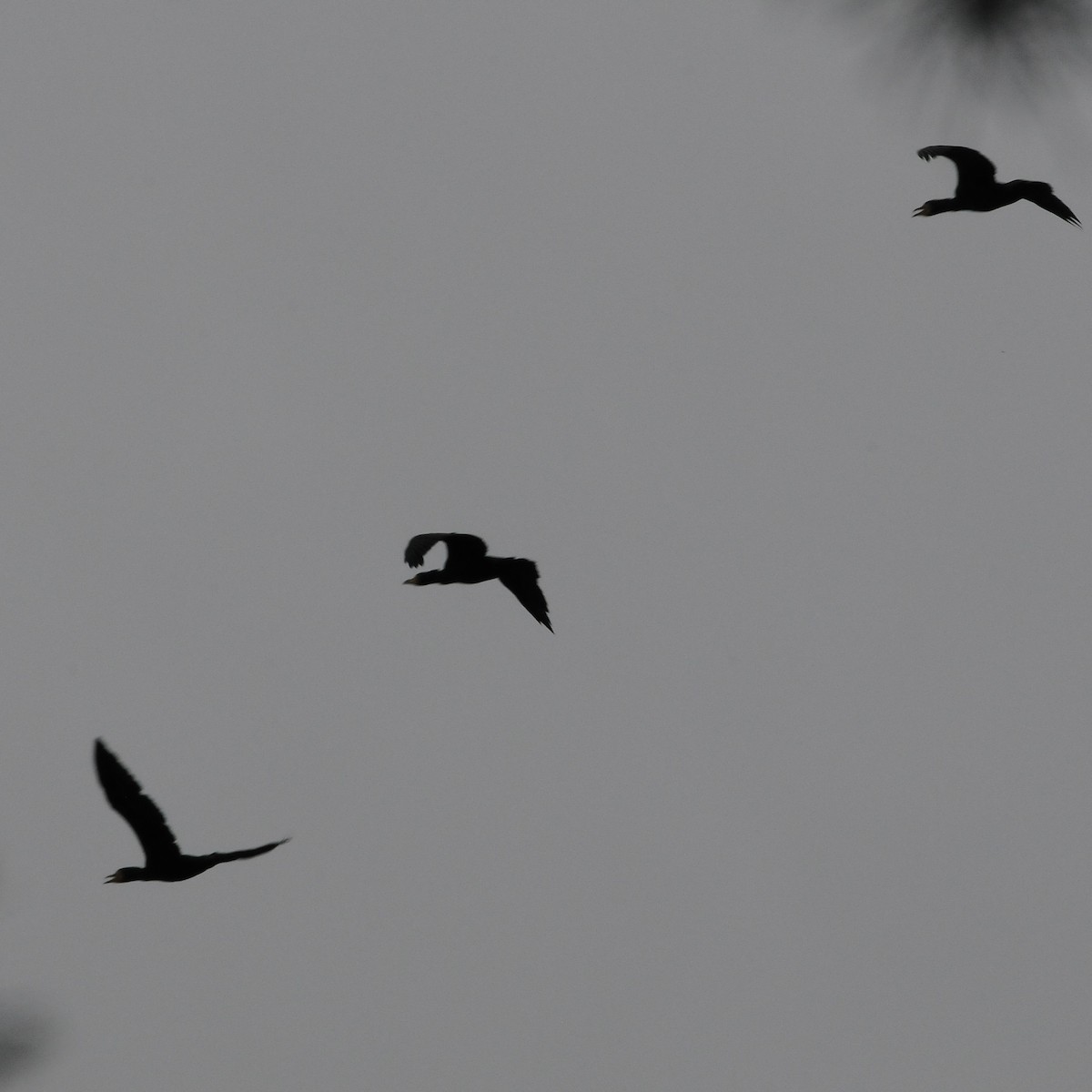 Great Cormorant - ML646098184