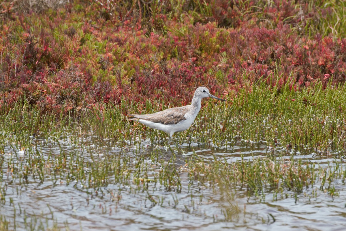 Common Greenshank - ML646098190