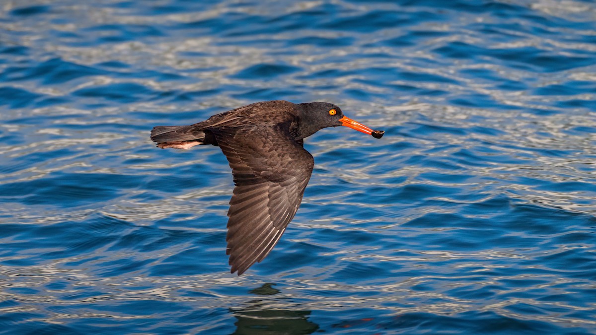 ústřičník západní - ML646098199