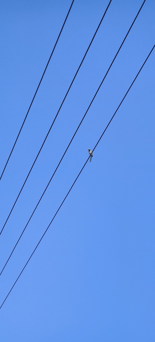 White-browed Wagtail - ML646098201