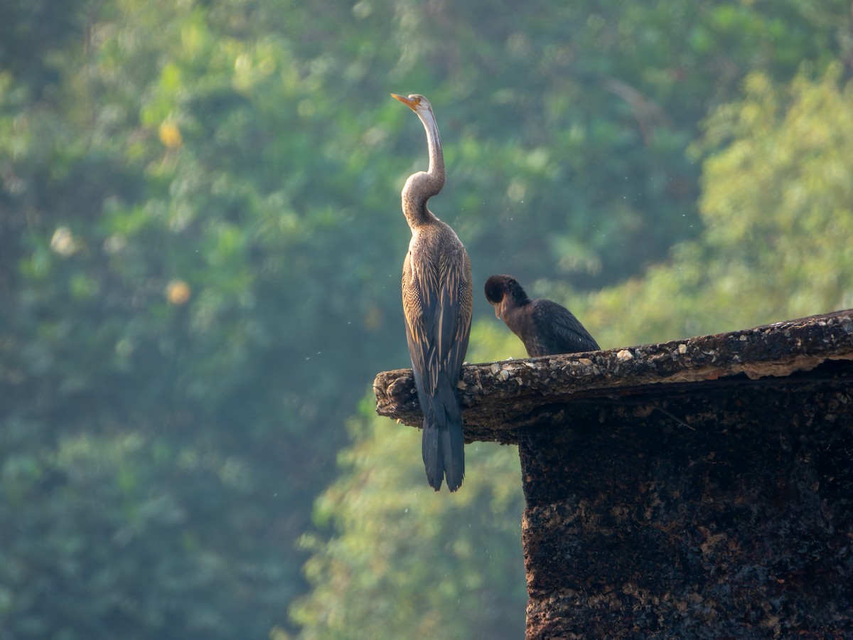 Oriental Darter - ML646098202