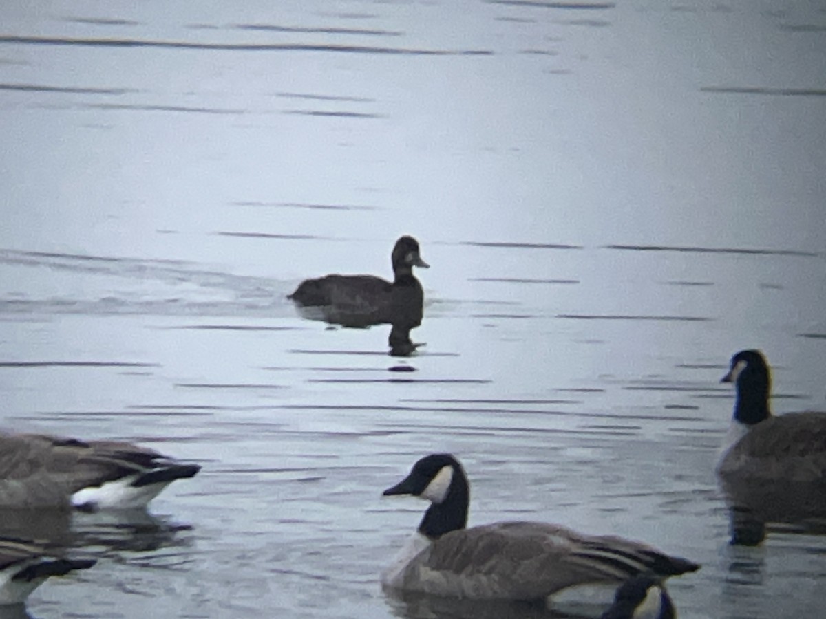 Lesser Scaup - ML646098205