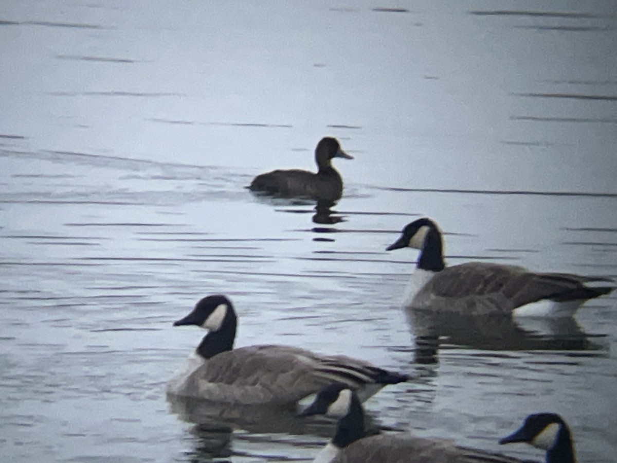 Lesser Scaup - ML646098206