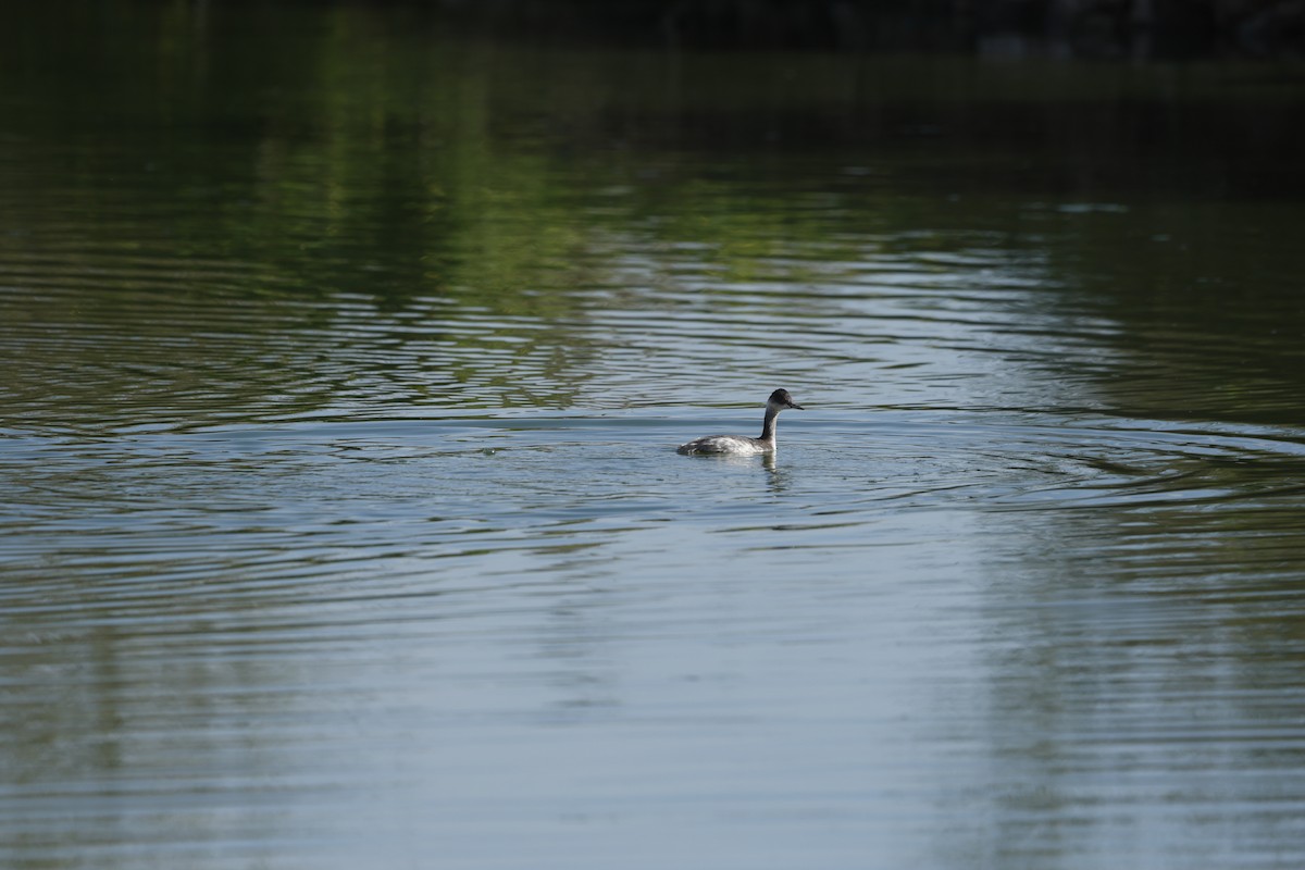 Grèbe à cou noir - ML646098216