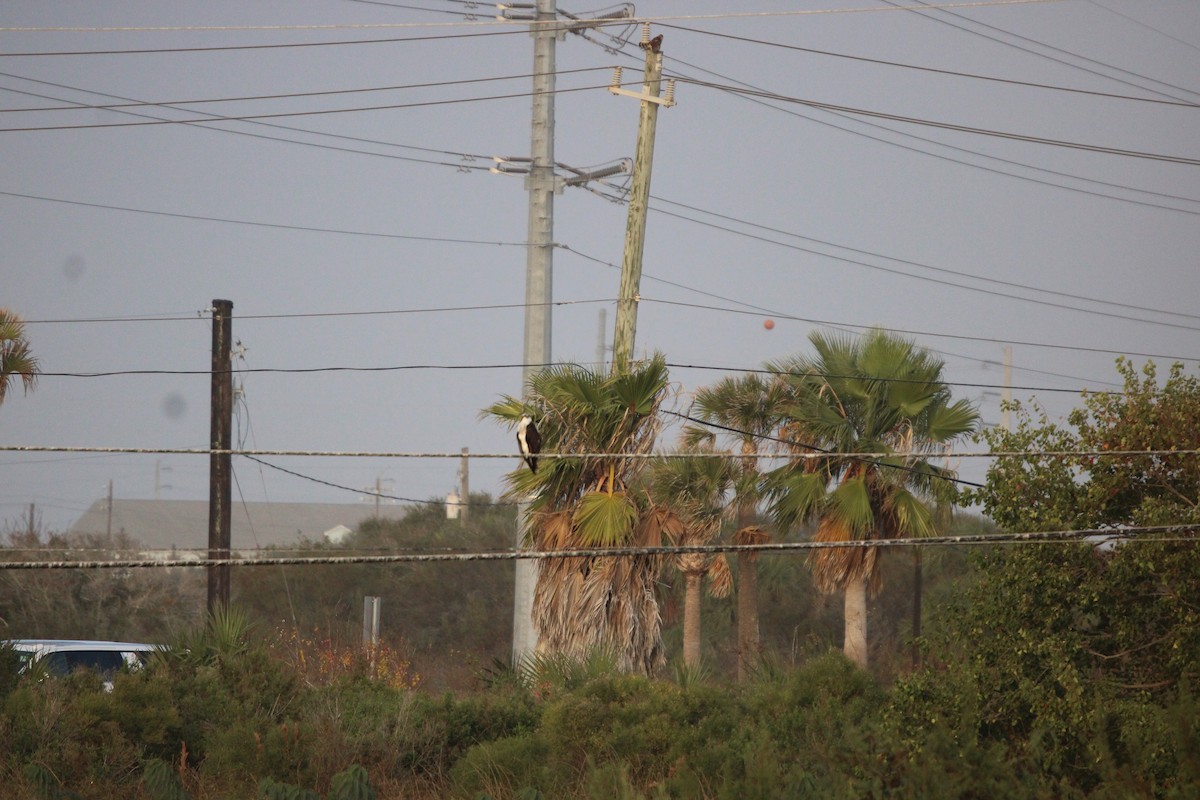 Fischadler (carolinensis) - ML646098224