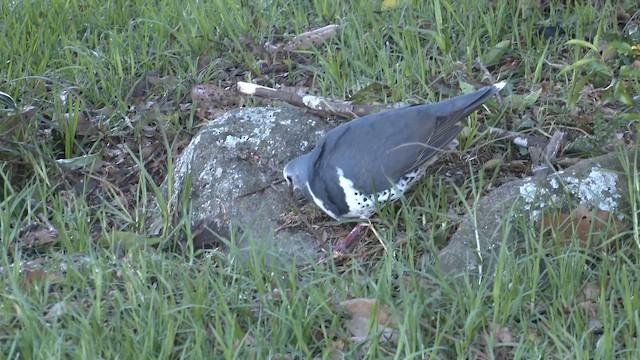 Wonga Pigeon - ML646098226