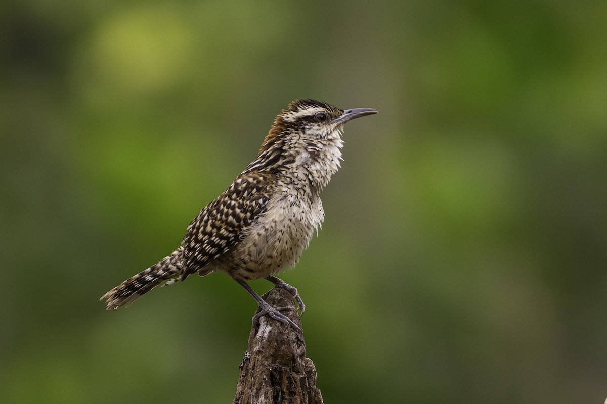 Veracruz Wren - ML646098228