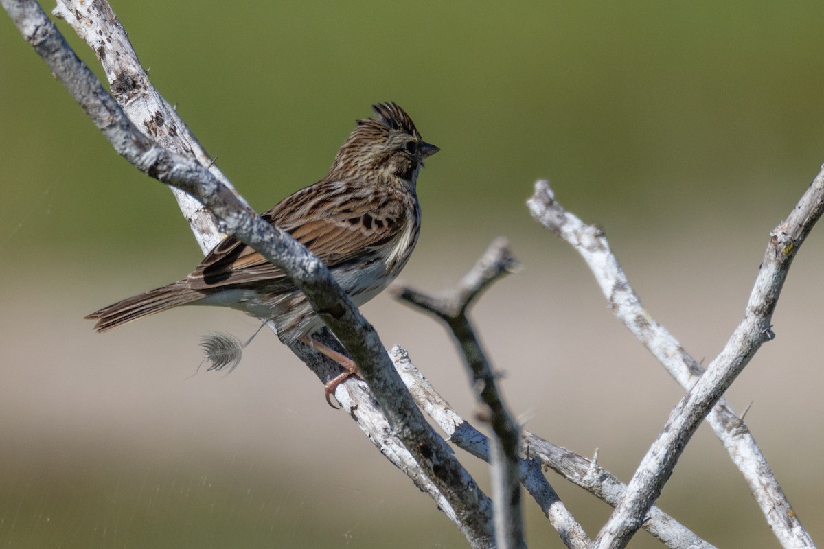 Savannah Sparrow - ML646098231