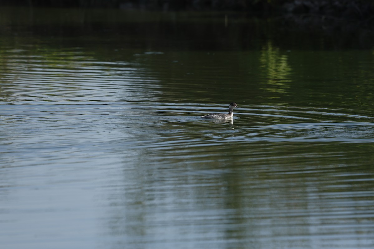 Grèbe à cou noir - ML646098233