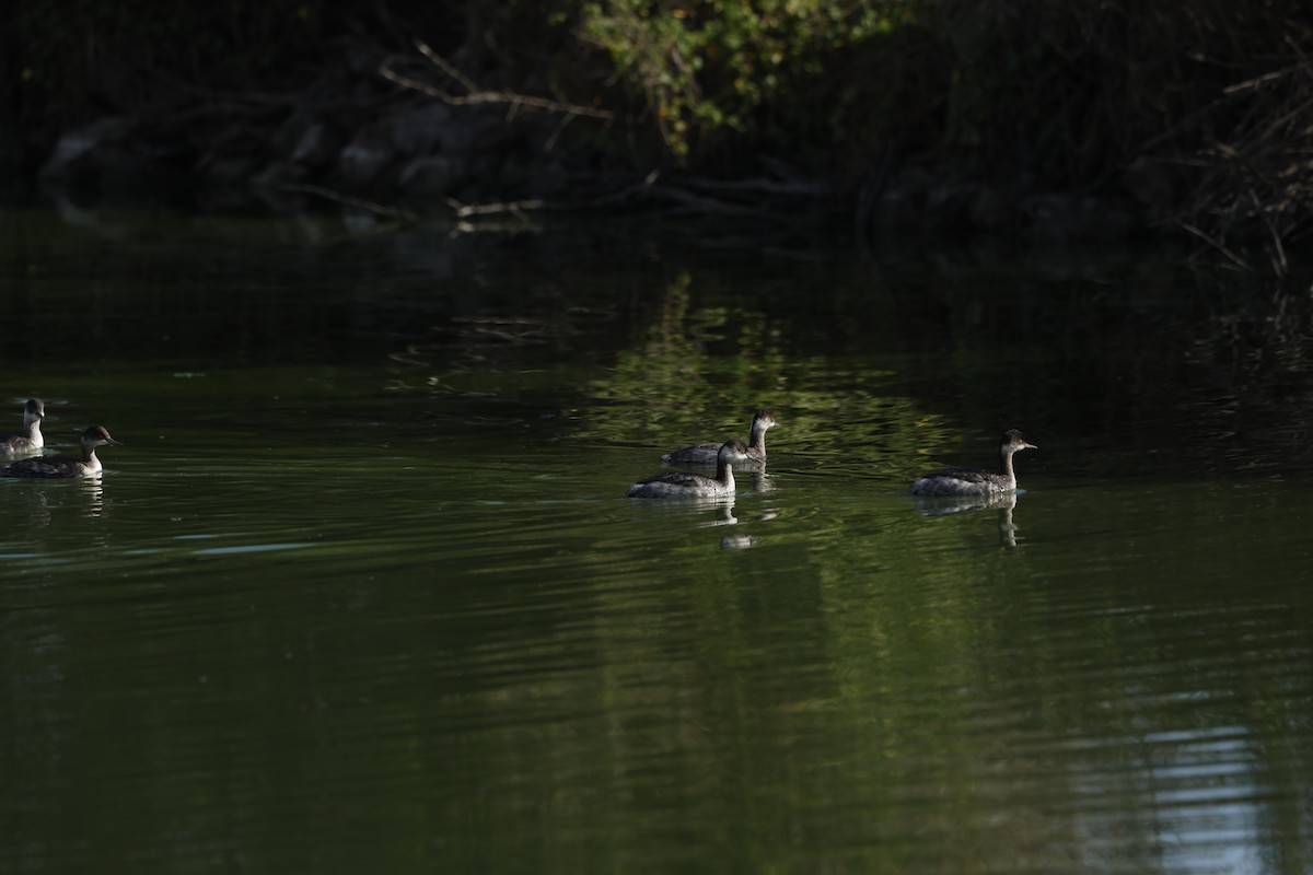 Grèbe à cou noir - ML646098235