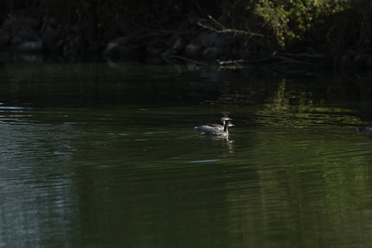 Grèbe à cou noir - ML646098237