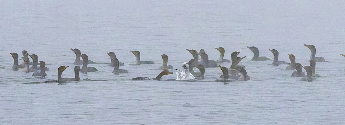 Snow Goose - ML646098238