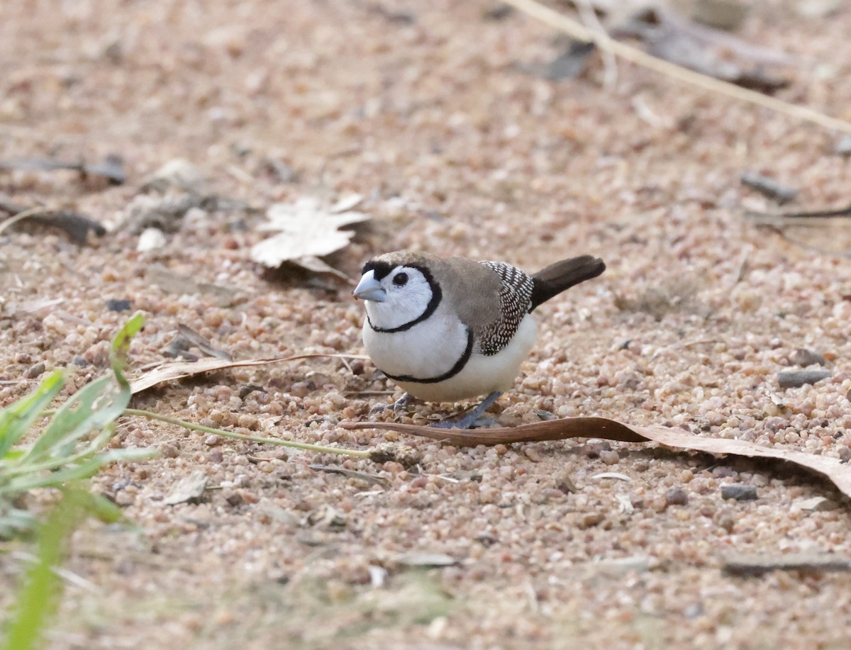 Double-barred Finch - ML646098239